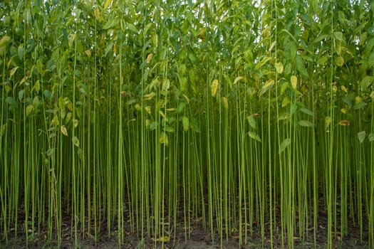 Green jute Plantation field.  Raw Jute plant Texture background. This is the Called Golden Fiber in Bangladesh