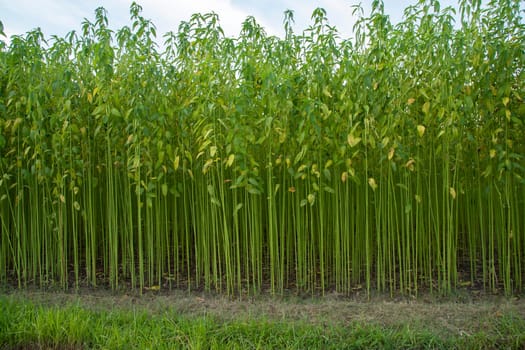 Green jute Plantation field.  Raw Jute plant Texture background. This is the Called Golden Fiber in Bangladesh
