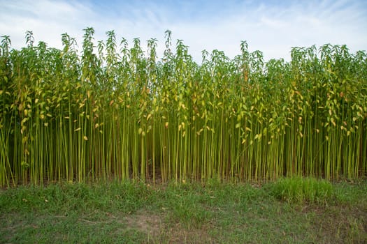 Green jute Plantation field.  Raw Jute plant Texture background. This is the Called Golden Fiber in Bangladesh