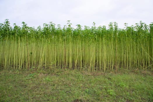 Green jute Plantation field.  Raw Jute plant Texture background. This is the Called Golden Fiber in Bangladesh