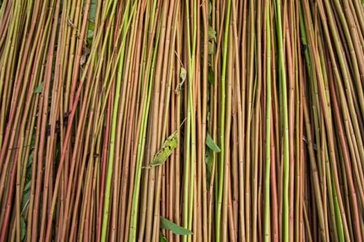 Red Green Raw Jute Texture background. This is the Called Golden Fiber in Bangladesh