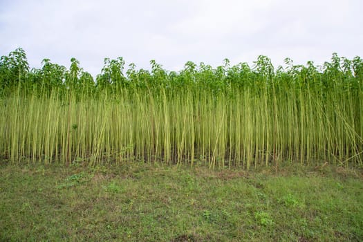 Green jute Plantation field.  Raw Jute plant Texture background. This is the Called Golden Fiber in Bangladesh