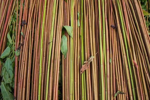 Red Green Raw Jute Texture background. This is the Called Golden Fiber in Bangladesh
