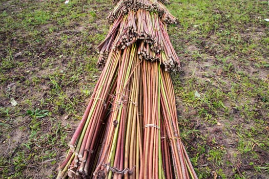 Red Green Raw Jute stacked on Field. This is the Called Golden Fiber in Bangladesh