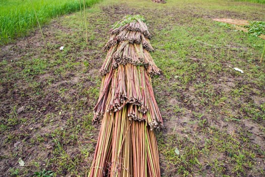 Red Green Raw Jute stacked on Field. This is the Called Golden Fiber in Bangladesh