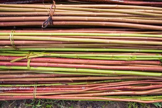 Red Green Raw Jute Texture background. This is the Called Golden Fiber in Bangladesh