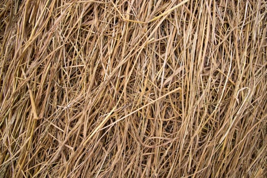 Brown hay, dry hay texture background