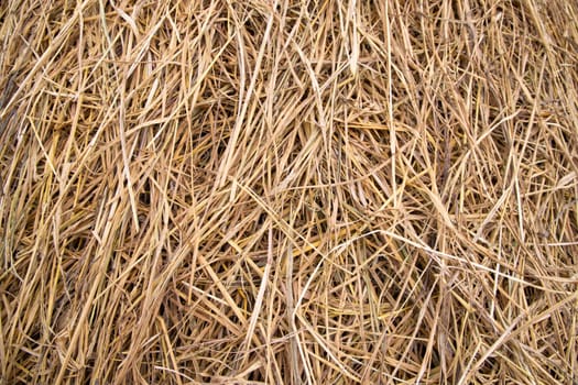 Brown hay, dry hay texture background