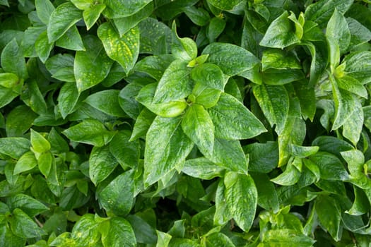 Natural view The textured background of Plant green leaf