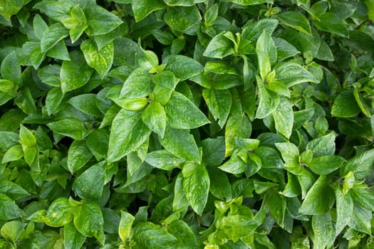 Natural view The textured background of Plant green leaf