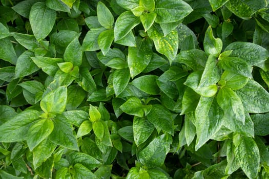 Natural view The textured background of Plant green leaf