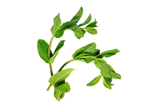 Top view of fresh mint twigs isolated on white.