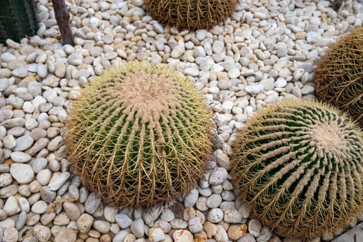 GOLDEN BARREL CACTUS is a cactus in the ECHINOCACTUS group, originated in the eastern part of Mexico. Its scientific name is ECHINOCACTUS GRUSONII. Well-drained sandy loam. Needs moderate water.