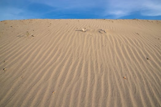 sand texture. wavy sand textured background. sand textured beach