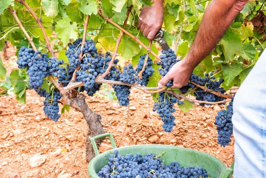 Cannonau grapes. Farmer manually harvesting the bunches of grapes with scissors. Traditional agriculture. Sardinia.