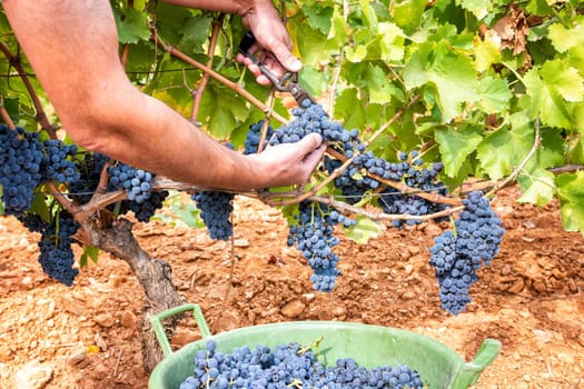 Cannonau grapes. Farmer manually harvesting the bunches of grapes with scissors. Traditional agriculture. Sardinia.