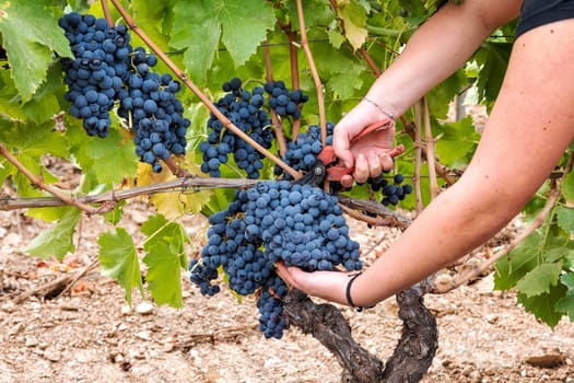 Cannonau grapes. Young woman manually harvesting the bunches of grapes with scissors. Traditional agriculture. Sardinia.