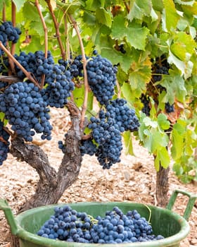 Cannonau grapes. Bunches of black grapes between the branches of the plant in the vineyard. Traditional agriculture. Sardinia.