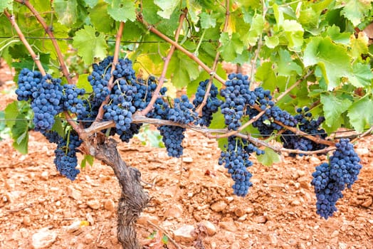 Cannonau grapes. Bunches of black grapes between the branches of the plant in the vineyard. Traditional agriculture. Sardinia.