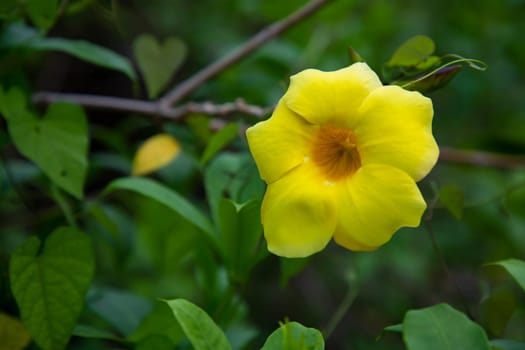 Beautiful Blossom Yellow allamanda cathartica Flower in the Garden tree