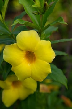 Beautiful Blossom Yellow allamanda cathartica Flower in the Garden tree