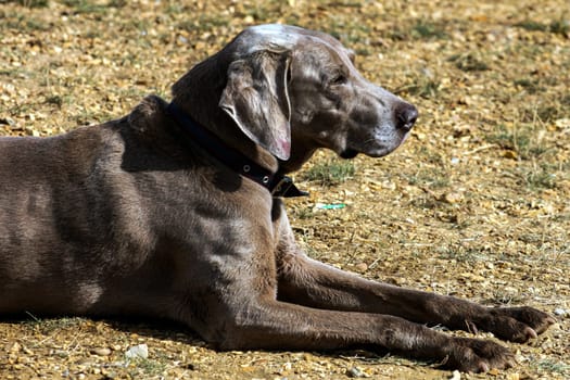 A dog lying down in the dirt