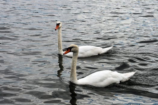 2 Swans are swimming in the water