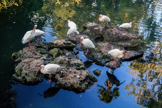Many American White Ibis on rocks and in the water