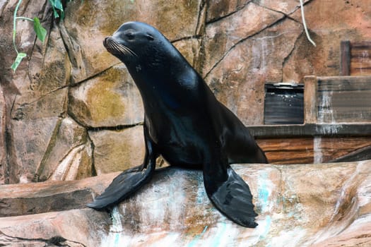 A sea lion sitting on a rock