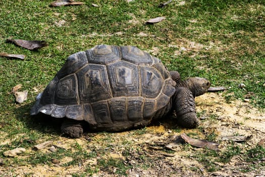A large tortoise walking along the grass