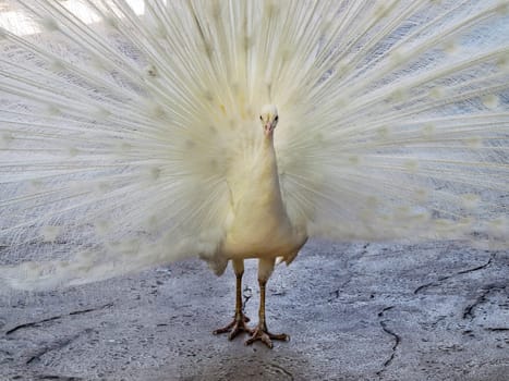 A White Peacock with it's feathers spread