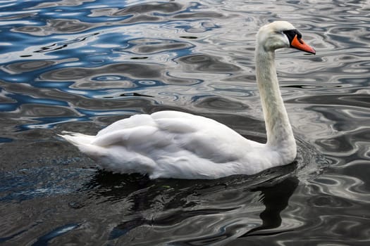 A Swan is swimming in the water
