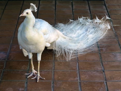 A White Peacock walking along concrete tiles