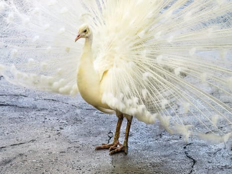 A White Peacock with it's feathers spread