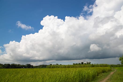 Beautiful Green rice fields  with contrasting  Cloudy skies