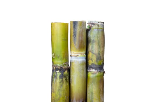 Fresh sugarcane isolated on white background