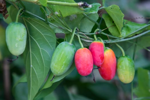 Ivy gourd (scientific name: Coccinia grandis). Red Ripe and raw fruits hanging on the tree