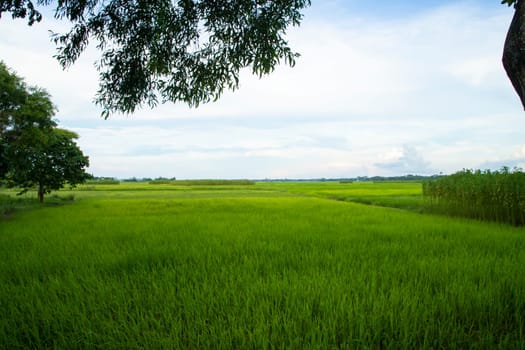 Beautiful Green rice fields  with contrasting  Cloudy skies