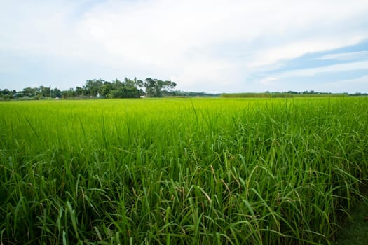 Beautiful Green rice fields  with contrasting  Cloudy skies