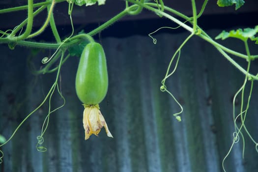 Wax Gourd Chalkumra  organic vegetable. Ash Gourd Winter Melon Seeds. Benincasa hispida