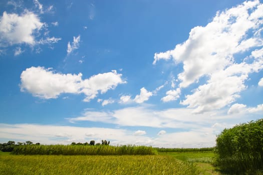 Beautiful Green rice fields  with contrasting  Cloudy skies