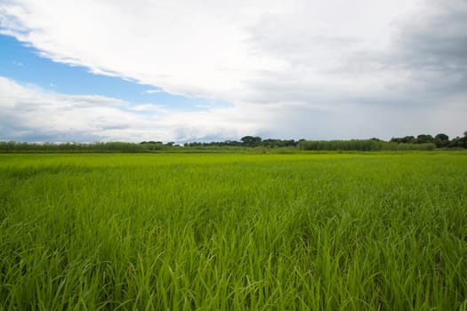 Beautiful Green rice fields  with contrasting  Cloudy skies