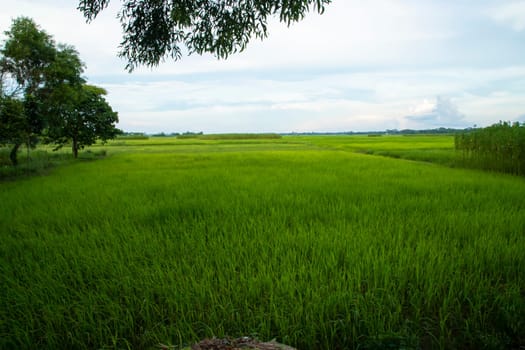Beautiful Green rice fields  with contrasting  Cloudy skies