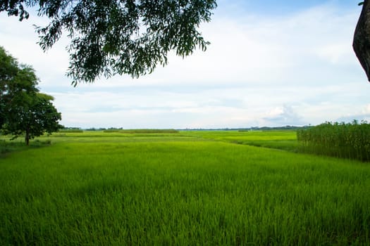 Beautiful Green rice fields  with contrasting  Cloudy skies