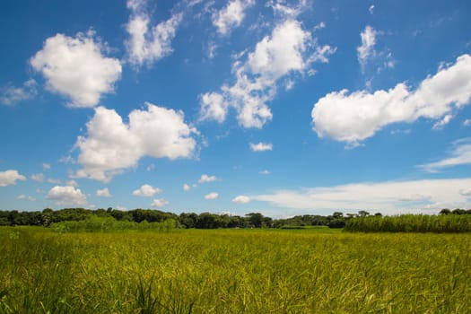 Beautiful Green rice fields  with contrasting  Cloudy skies