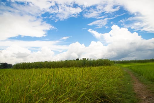 Beautiful Green rice fields  with contrasting  Cloudy skies