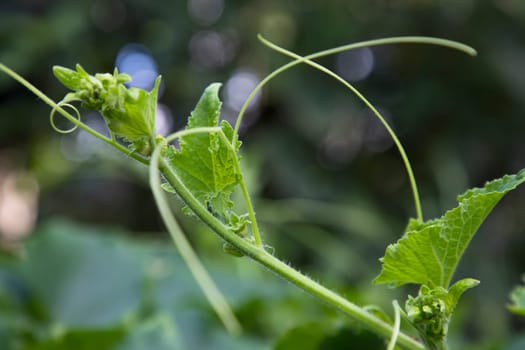Beautiful  view Green organic Pumpkin Branch