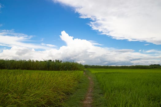 Beautiful Green rice fields  with contrasting  Cloudy skies