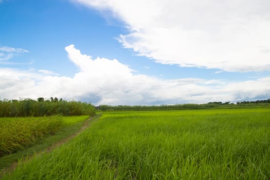 Beautiful Green rice fields  with contrasting  Cloudy skies