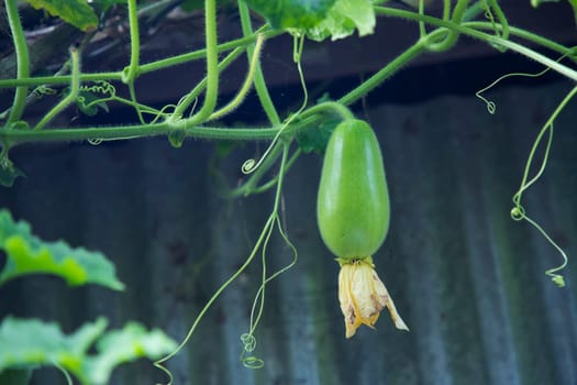 Wax Gourd Chalkumra  organic vegetable. Ash Gourd Winter Melon Seeds. Benincasa hispida